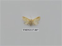 藏品(螟蛾221)的圖片